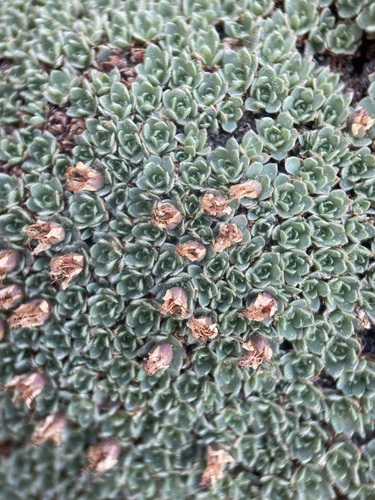 Image of Kelseya uniflora by (c) Matt Berger, some rights reserved (CC BY)