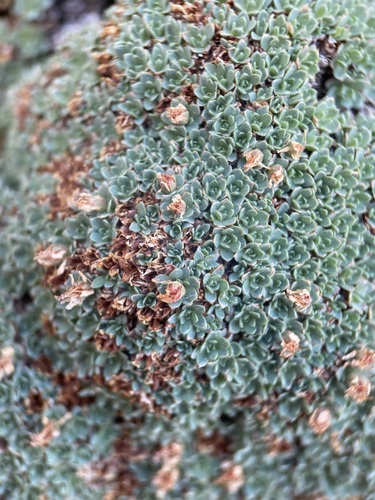 Kelseya uniflora, photograph 6