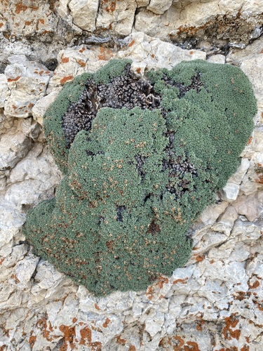 Kelseya uniflora, photograph 5