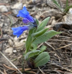 Mertensia viridis