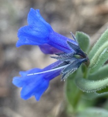 Mertensia viridis