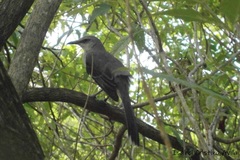 Mimus gilvus magnirostris