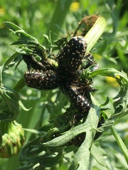 Oxythyrea noemi