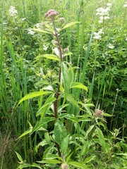Eupatorium cannabinum