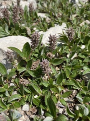 Diplodictyae