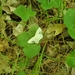 photo of White Spring Moth (Lomographa vestaliata)