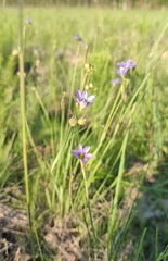 Sisyrinchium septentrionale