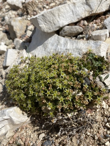 Image of Sabulina austromontana by (c) Matt Berger, some rights reserved (CC BY)