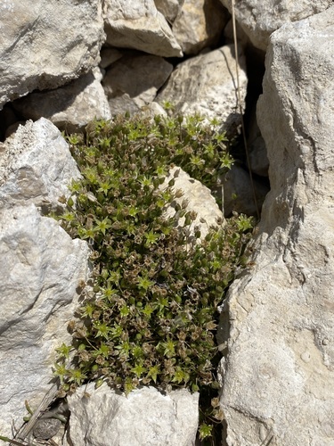 Image of Sabulina austromontana by (c) Matt Berger, some rights reserved (CC BY)