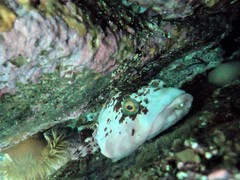 Chorisochismus dentex