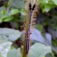 Eucomatocera vittata