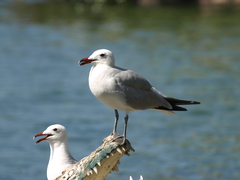 Ichthyaetus audouinii