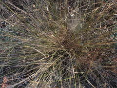 Aristida transvaalensis