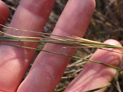 Aristida transvaalensis