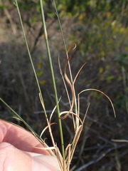 Aristida transvaalensis