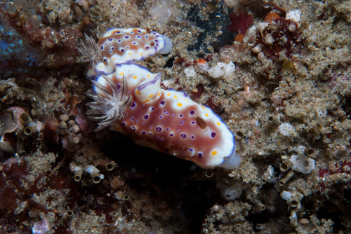 Goniobranchus tennentanus