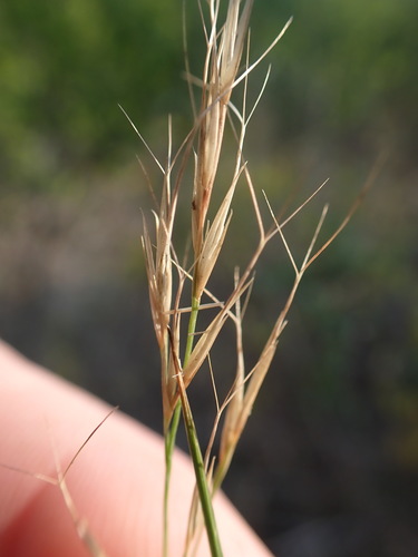 Perennial Tufted Grass (Aristida transvaalensis)