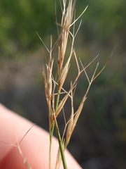 Aristida transvaalensis