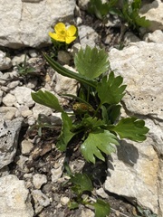Ranunculus eximius