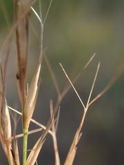 Aristida transvaalensis