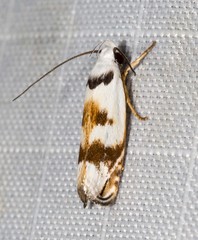 Plectophila pyrgodes
