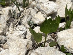 Ranunculus eximius