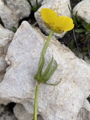 Ranunculus eximius