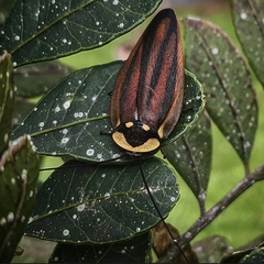 Rochaina phalerata