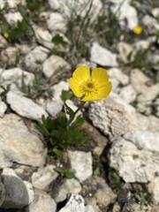 Ranunculus eximius