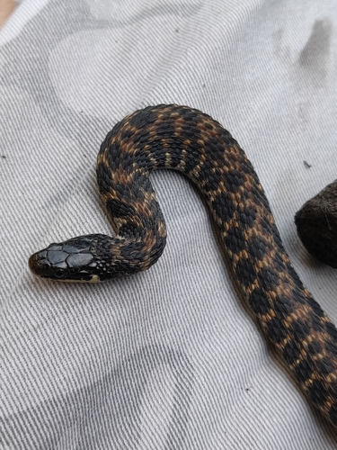 Kirtland's Snake photographed in Indiana