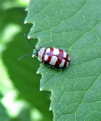 Alagoasa decemguttata