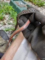 Clonophis kirtlandii