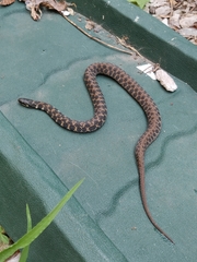 Clonophis kirtlandii