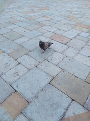 Columba livia domestica
