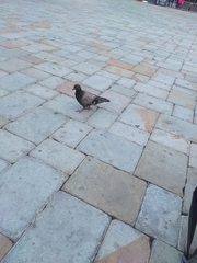 Columba livia domestica