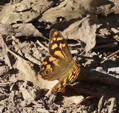 Heteronympha banksii