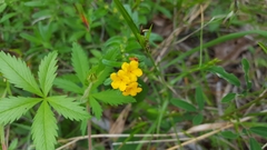 Lithospermum canescens