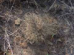 Tristachya biseriata