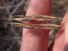 Tristachya biseriata