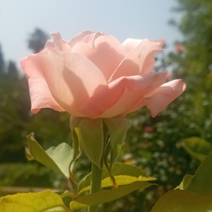 Rosa