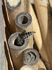Coelioxys alternatus