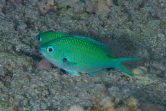 Chromis atripectoralis