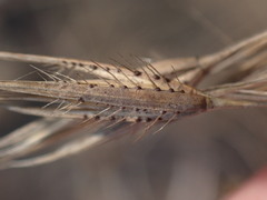 Tristachya biseriata