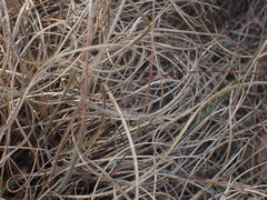 Tristachya biseriata