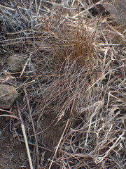 Bulbostylis burchellii