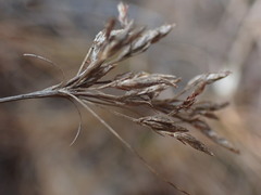 Bulbostylis burchellii