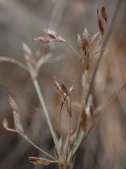 Bulbostylis burchellii