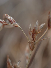 Bulbostylis burchellii