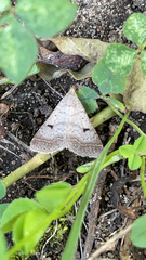 Bleptina caradrinalis