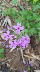 Glandularia canadensis